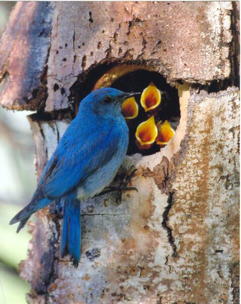 Bird Family