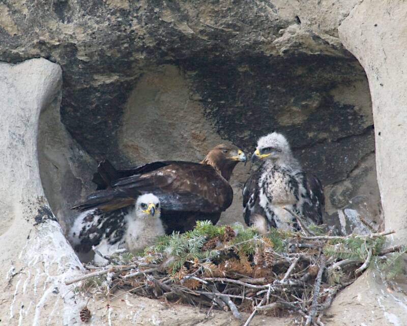 golden eagle. Golden Eagle Nest