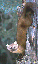 http://wildlifealongtherockies.homestead.com/files/Cassies_marten.jpg